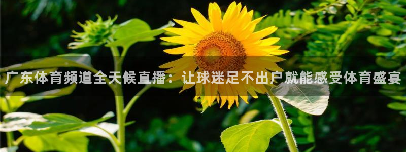 袋鼠nba体育：广东体育频道全天候直播：让球迷足不出户就能感受体育盛宴