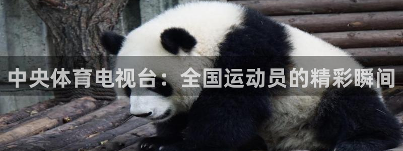袋鼠体育直播足球：中央体育电视台：全国运动员的精彩瞬间